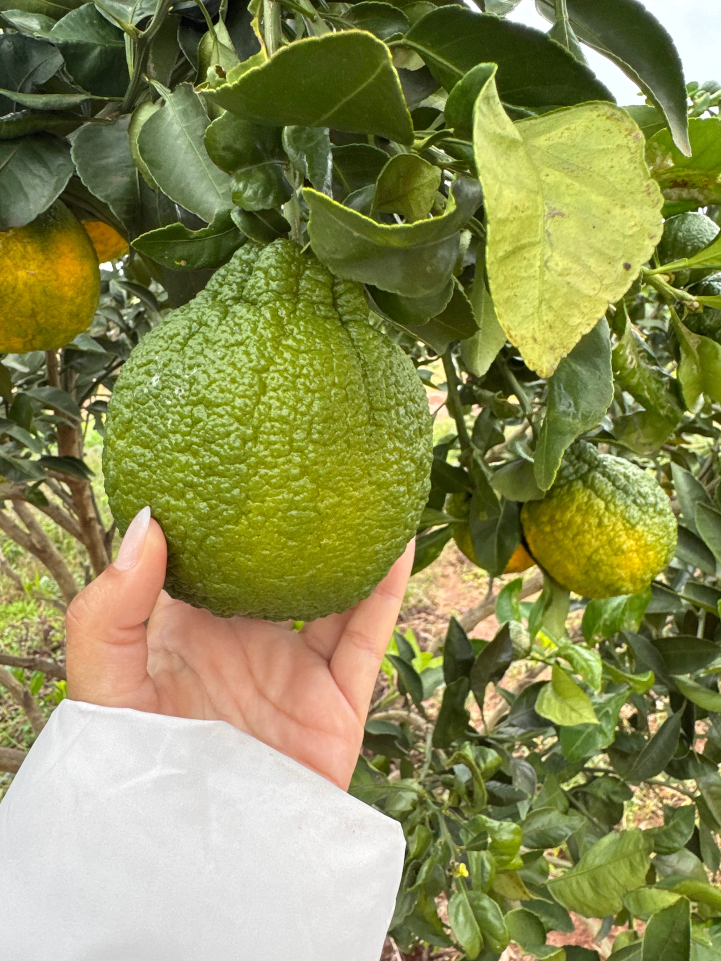 Planta de Mandarina Dekopon 1.5m