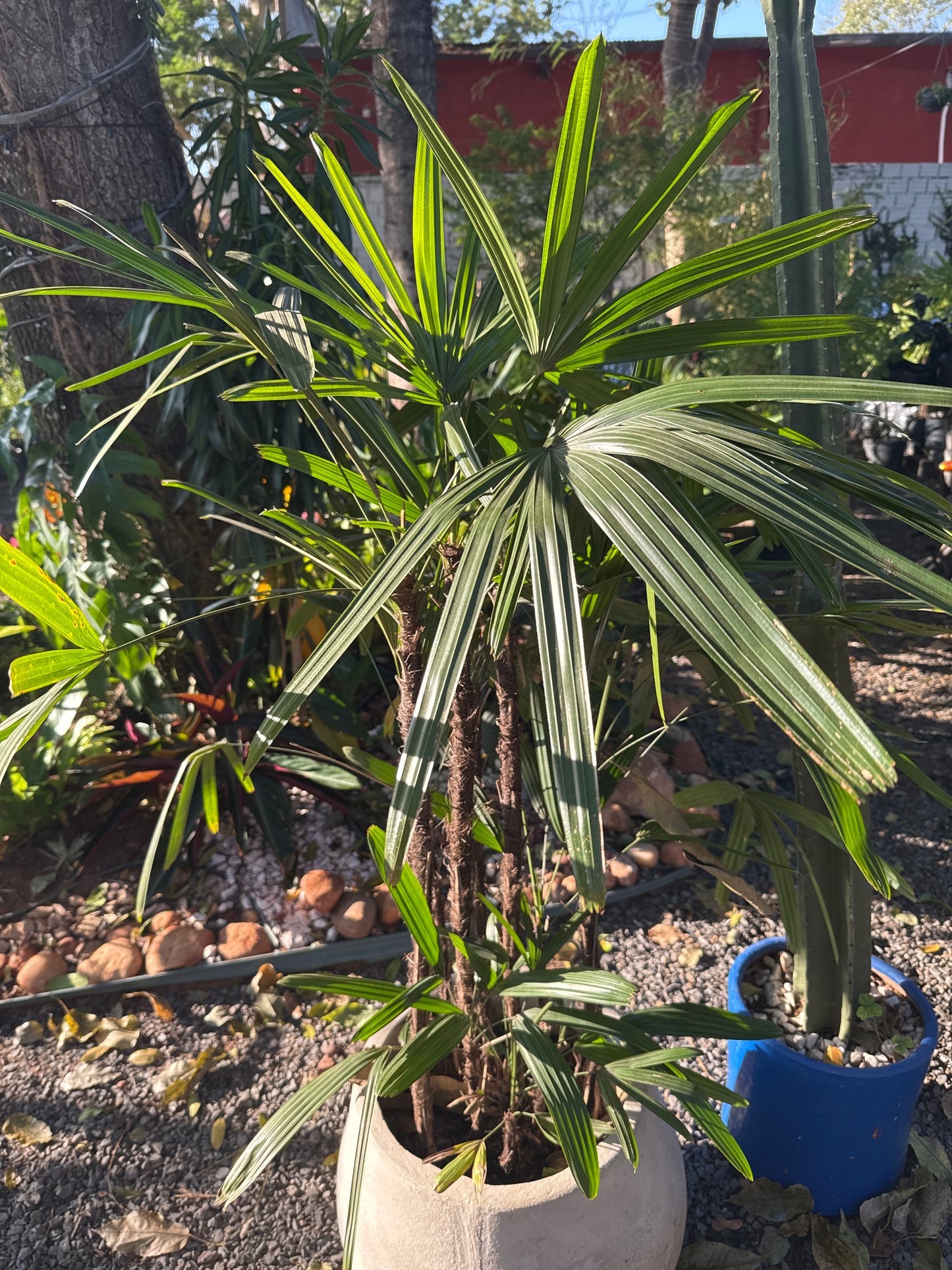 Palmera Coco Raphie 90cm en maceta