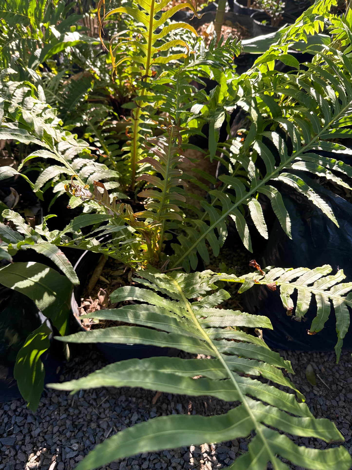 Helecho Xaxim pequeño (Dicksonia sellowiana)