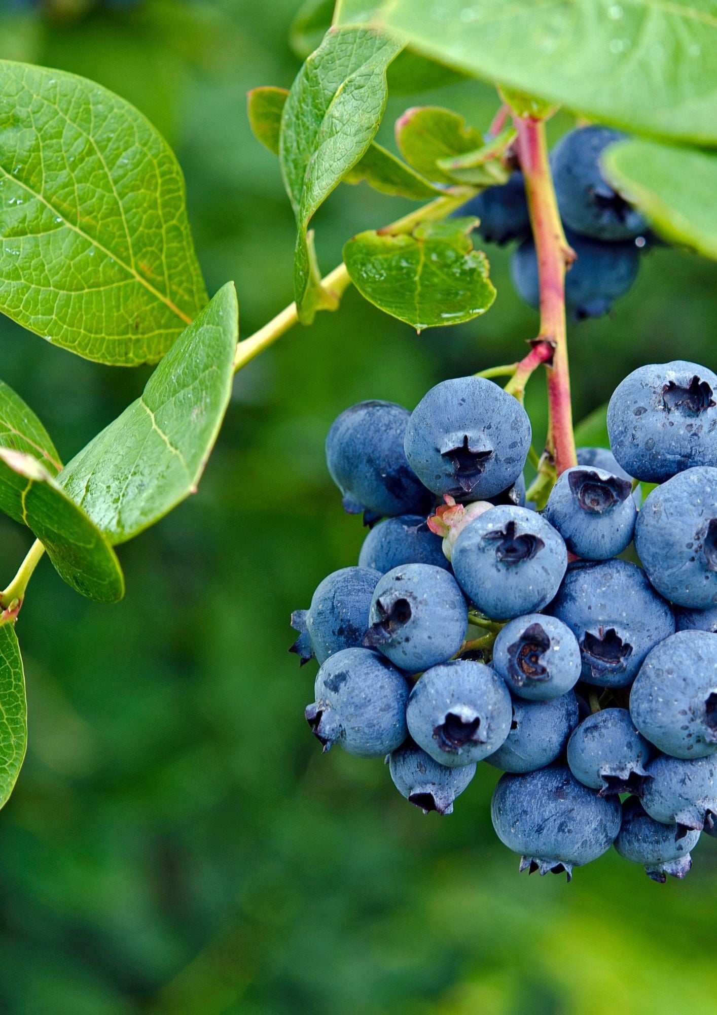 Mertilo Blueberry Plant 1.6m