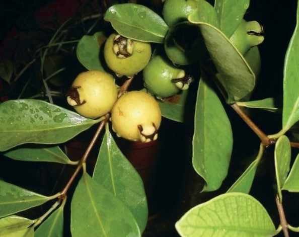 Planta de Araza Amarillo 1.5m