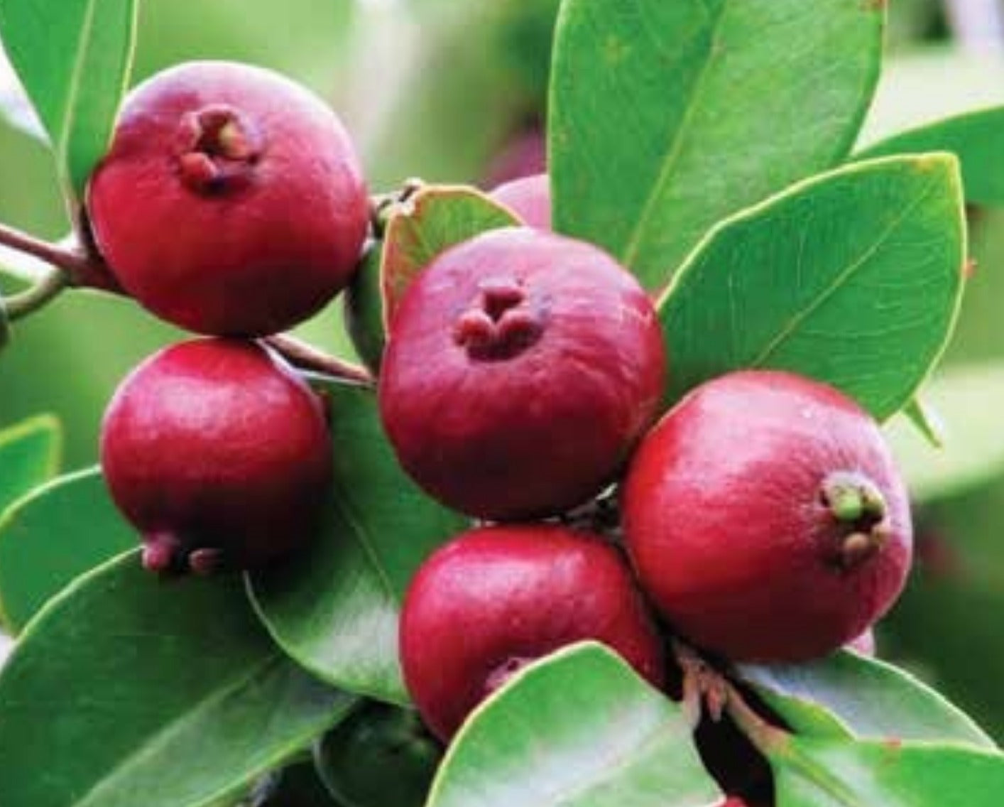 Rote Arasa-Pflanze, 1,5 m