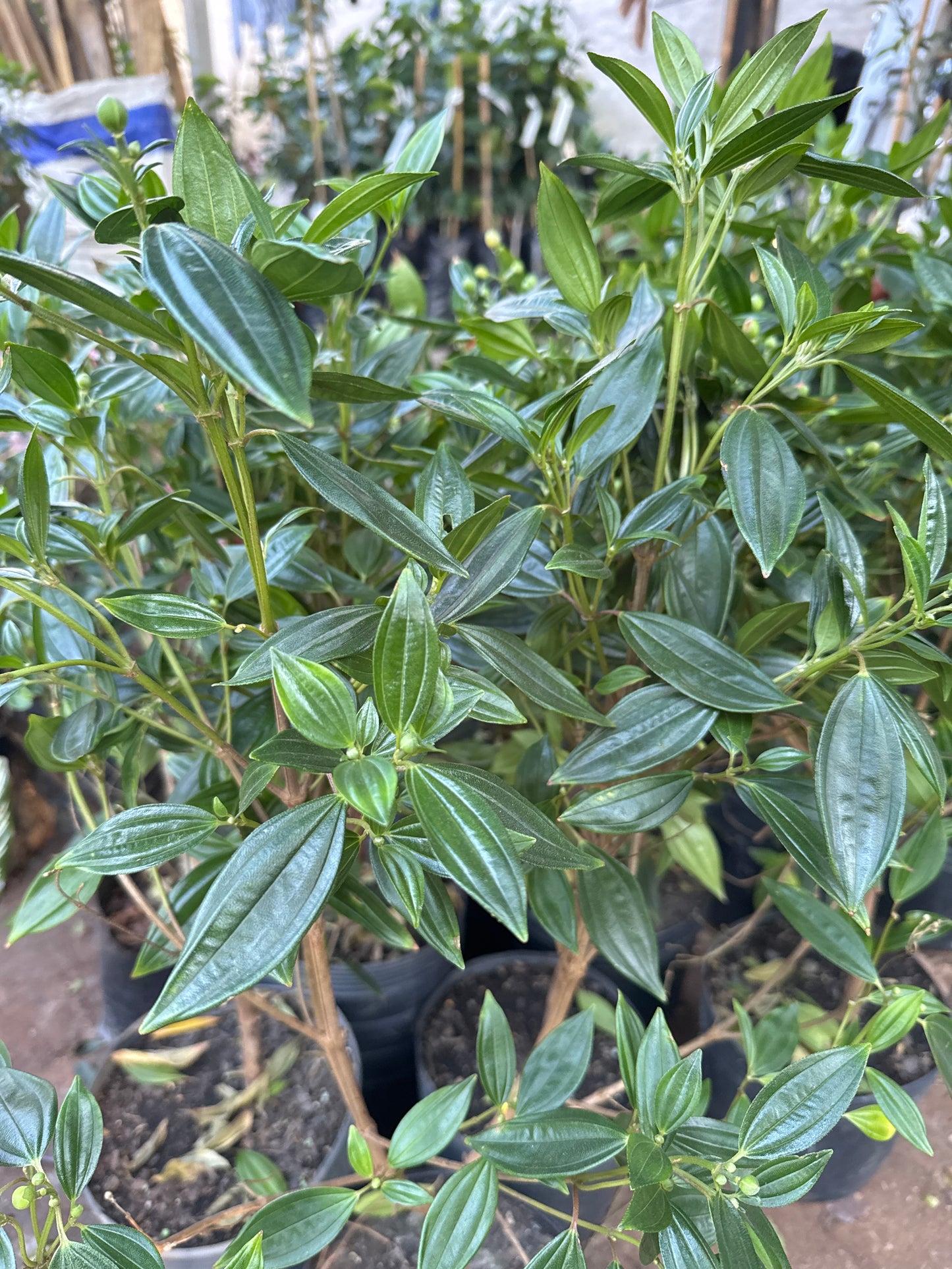 Manaca de la sierra 70cm