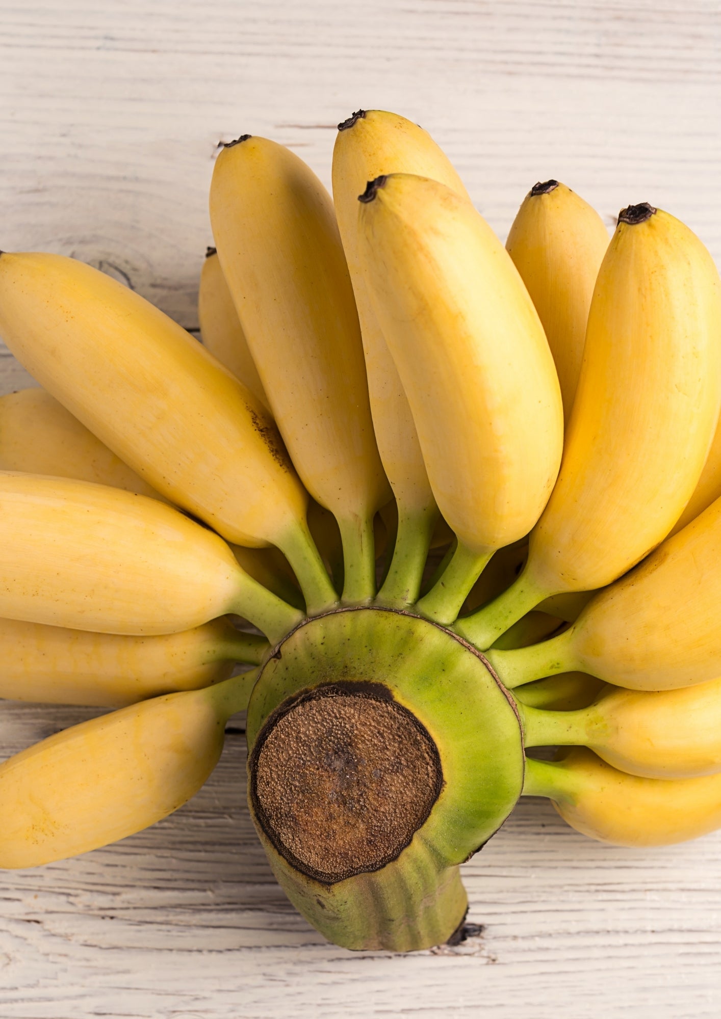 Planta de Banana de Oro