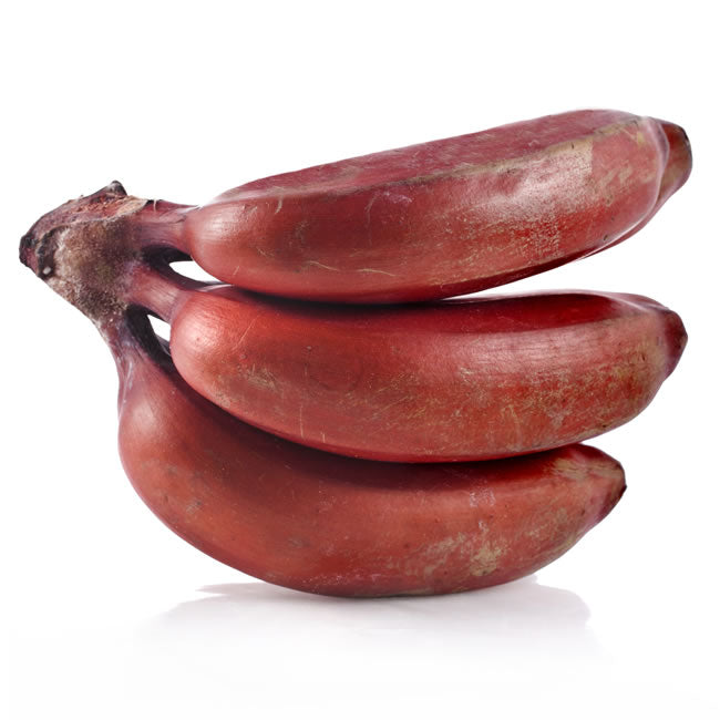 Rote Bananenpflanze