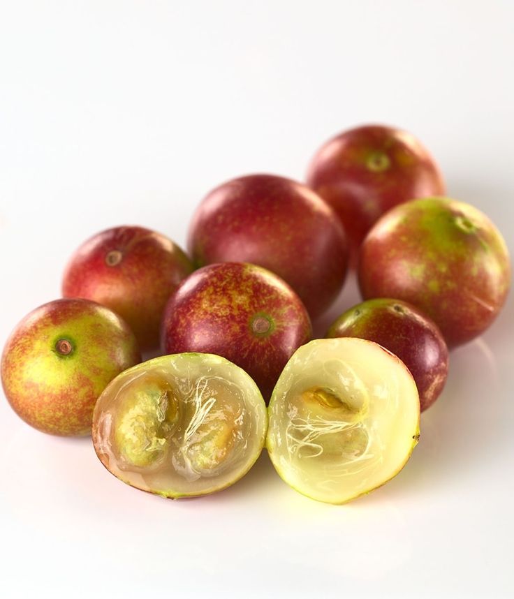 Camu Camu Plant 1.2m+