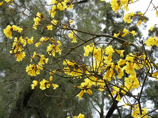 Lapacho Amarillo G