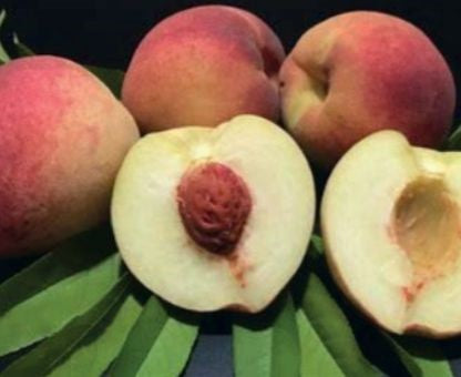 Chimarrita Peach Plant 1.2m