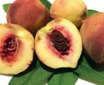 Chiripá Peach Plant 1.2m