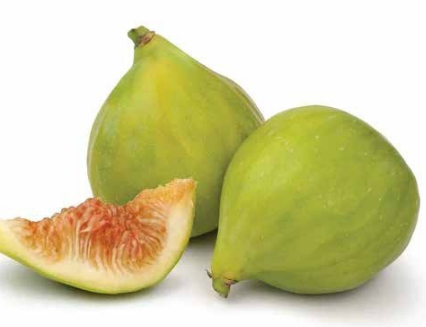 Planta de Higo