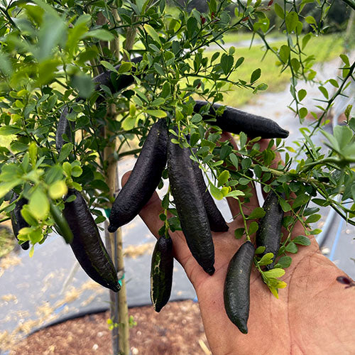 Lemon Caviar plant 1.5m large and formed