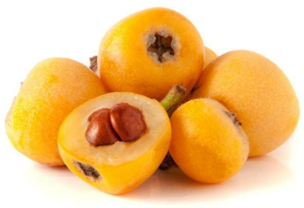 Grafted Loquat Plant 1.40m+