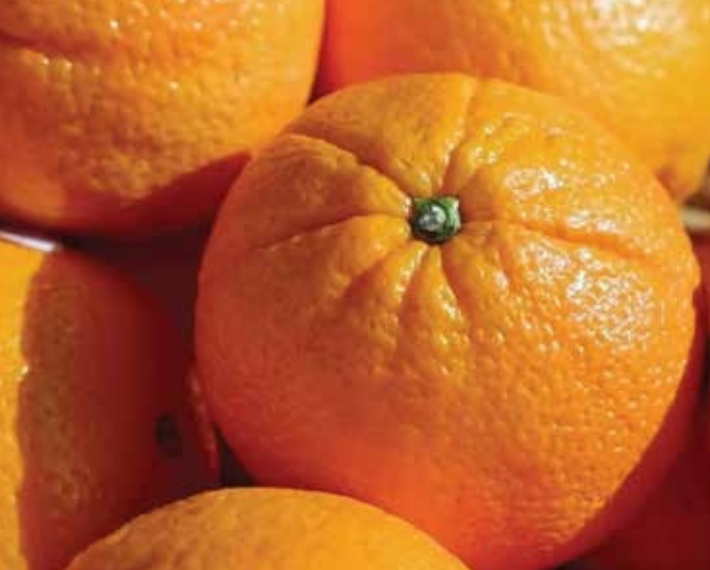 Sugar Orange Plant 1m