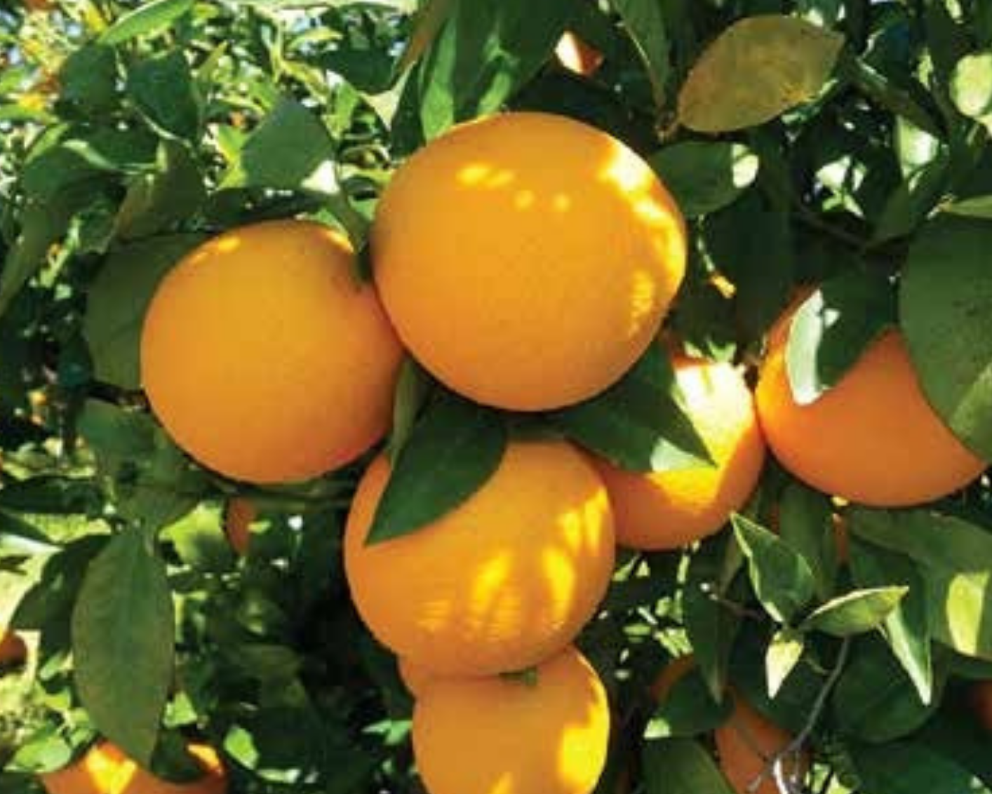 Valencia Orange Plant 1m