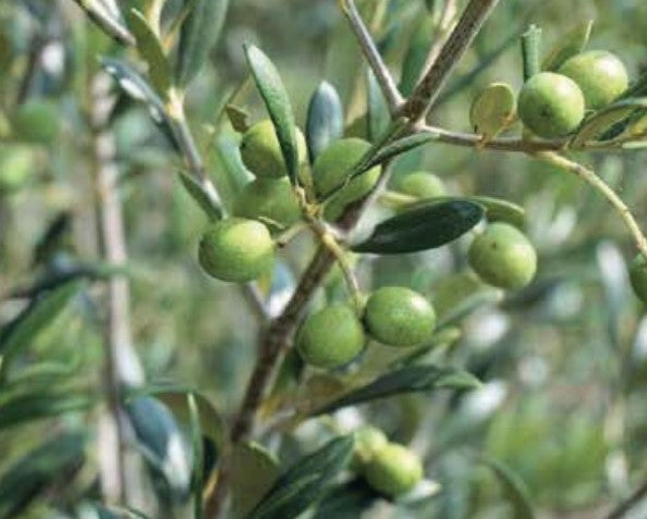 Frühe Olivenpflanze 1m