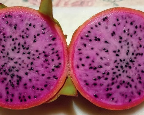 Planta de Pitaya pulpa morada