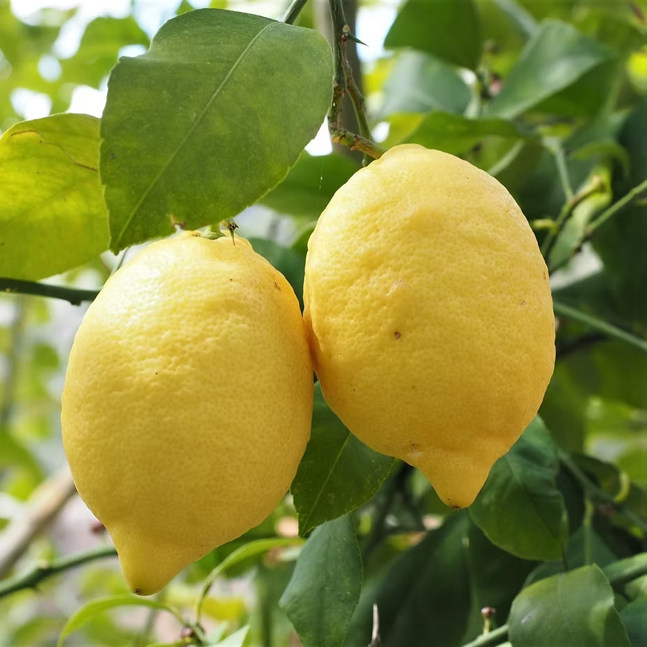 Sicilian Lemon Plant 1.2m