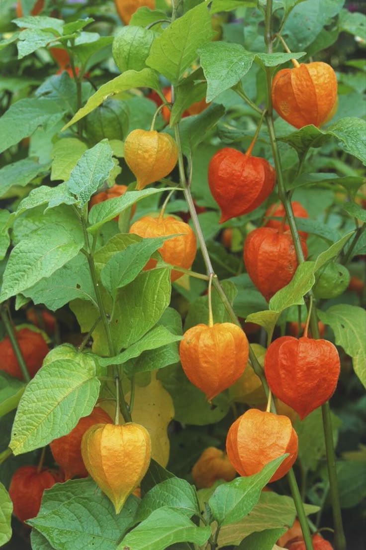 Physalis plant - Cape gooseberry