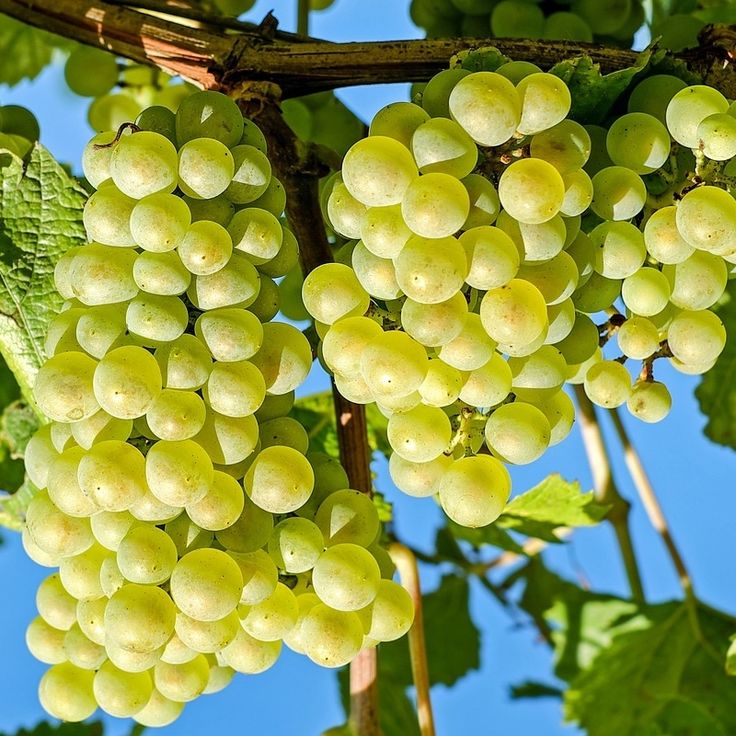 White Niagara Grape Plant