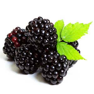 Blackberry plant with thorns