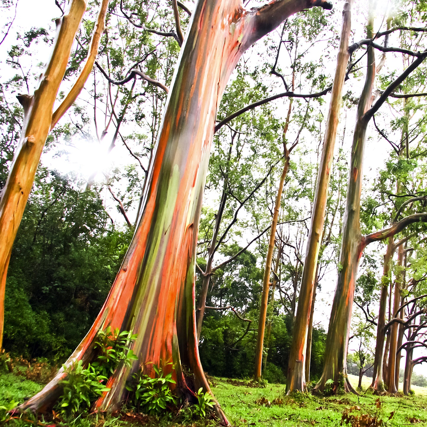 Eucalipto arco iris P