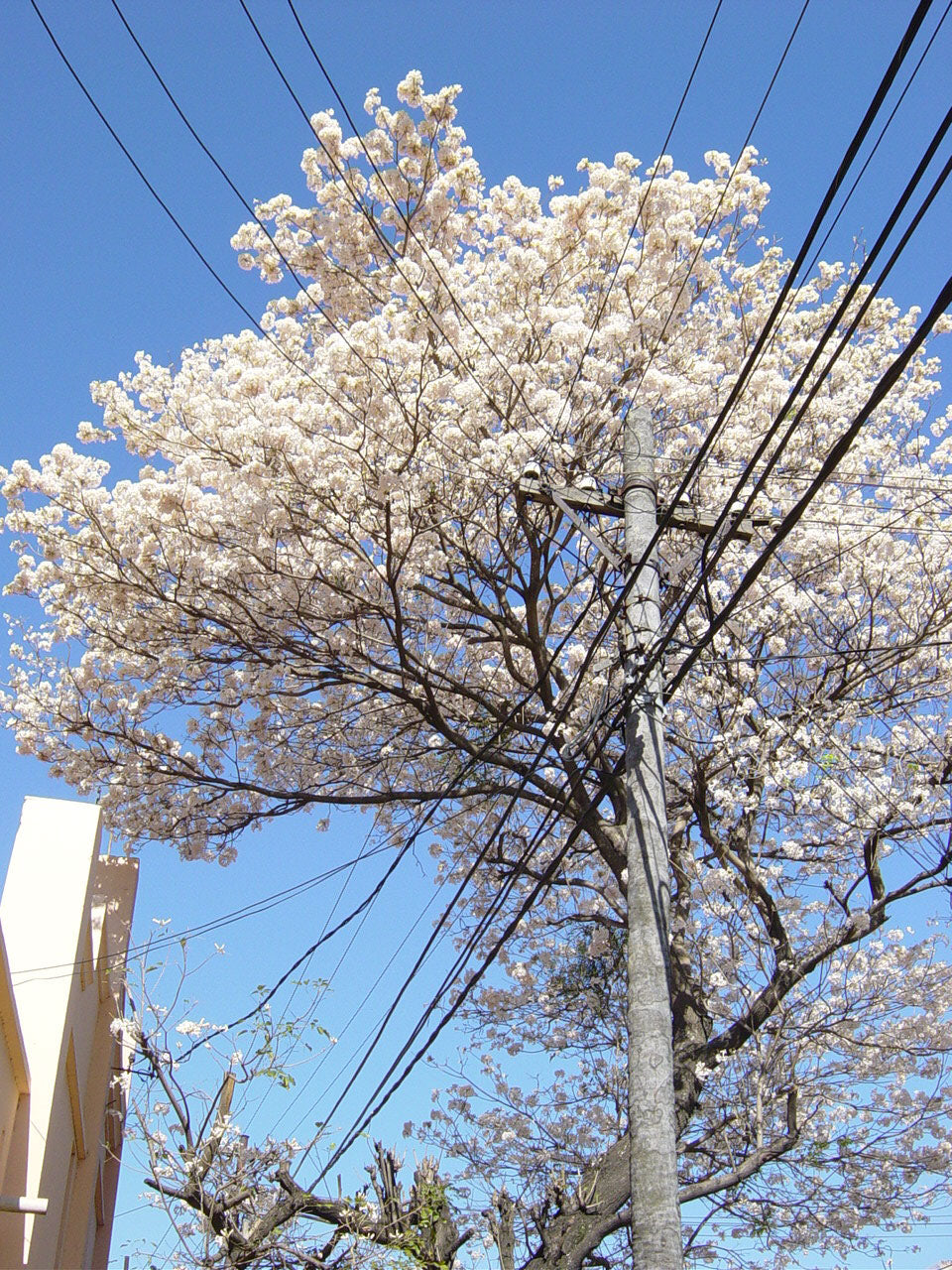 Lapacho Blanco G