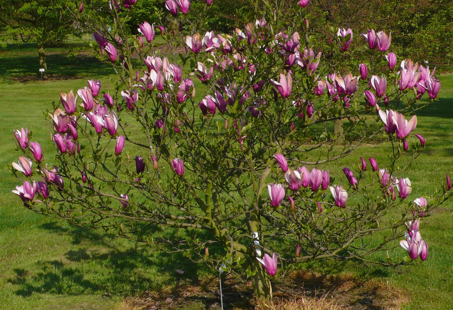 Magnolia Liliflora rosada grande