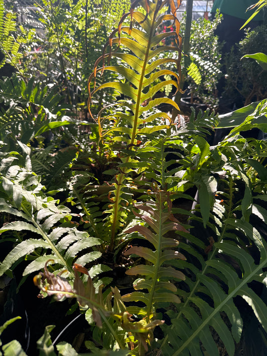 Helecho Xaxim grande (Dicksonia sellowiana)