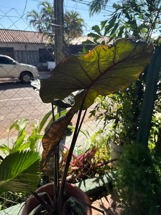 Calathea morada (Goeppertia roseopicta)