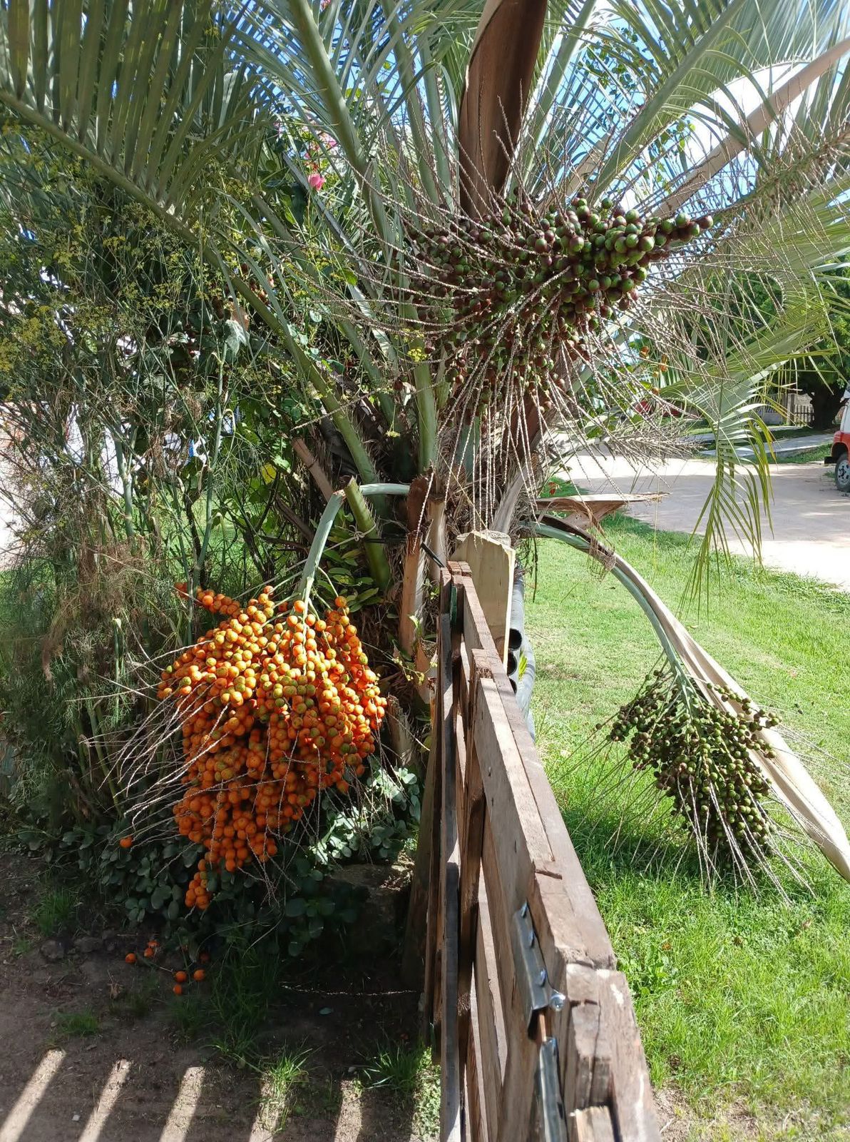 Palmera de Butiá ~50 cm
