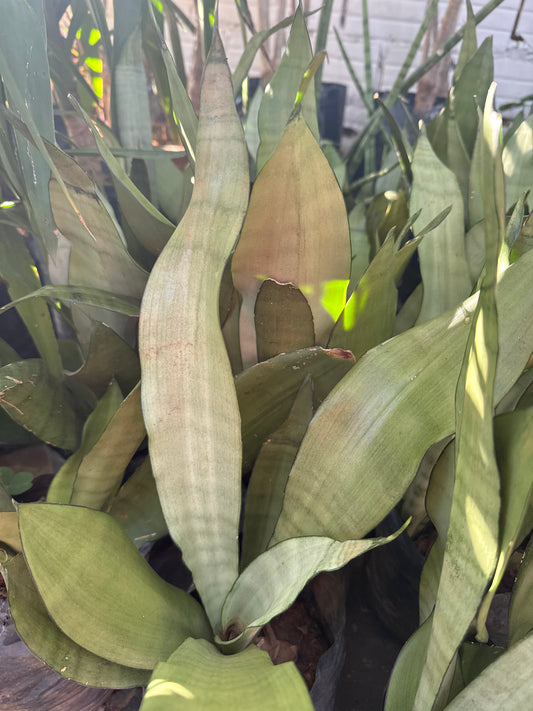 Espada de San Jorge Plateado (Sansevieria trifasciata ‘Silver Hahnii’)