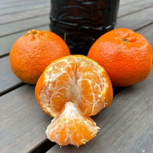 Murcott Mandarin Plant 1.5m