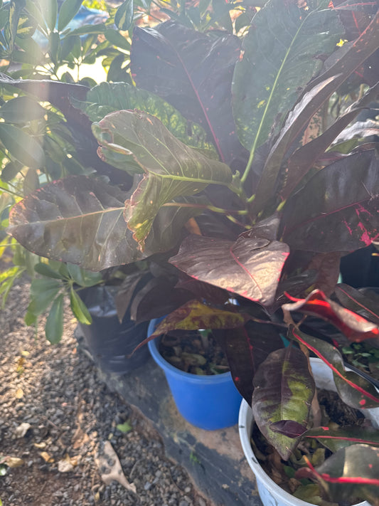 Crotos (Codiaeum variegatum)