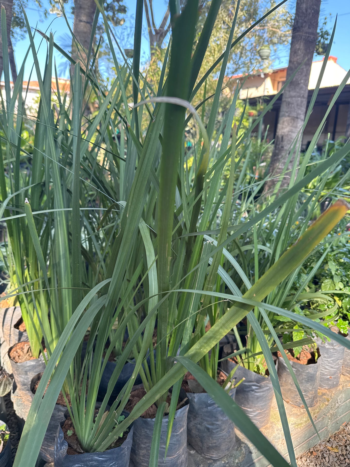 Iris nacional (Iris Germánica)