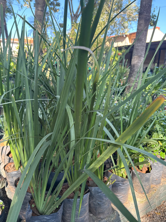 Iris nacional (Iris Germánica)