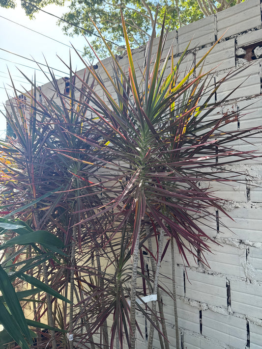 Drácena morada grande (Dracaena marginata ‘Tricolor’)