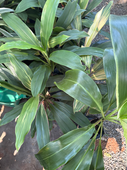 Drácena verde mediano (Dracaena fragrans ‘Massangeana’)