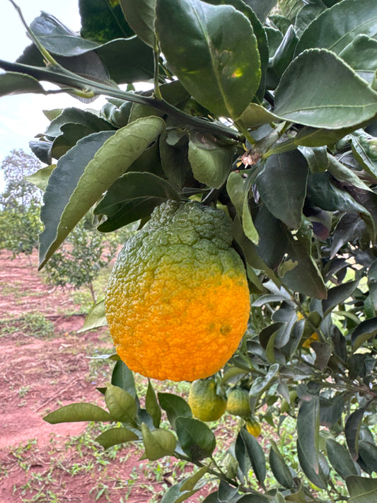 Dekopon Mandarin Plant 1.5m