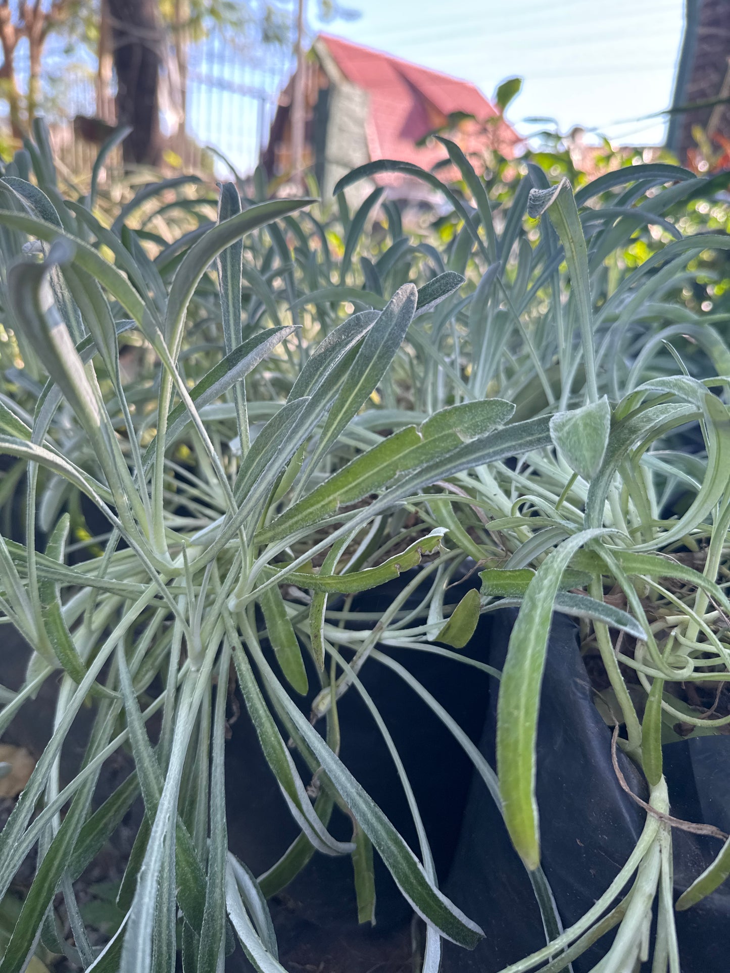 Gazania (Gazania rigens)
