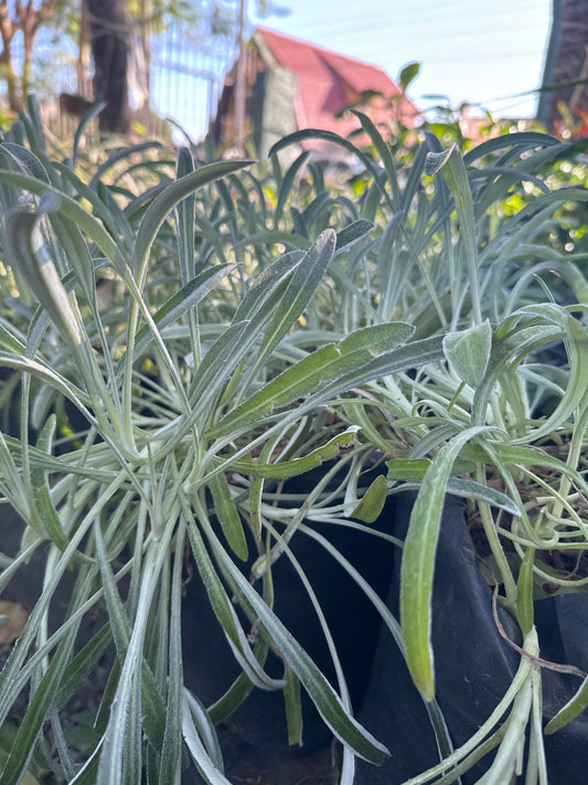 Gazania (Gazania rigens)