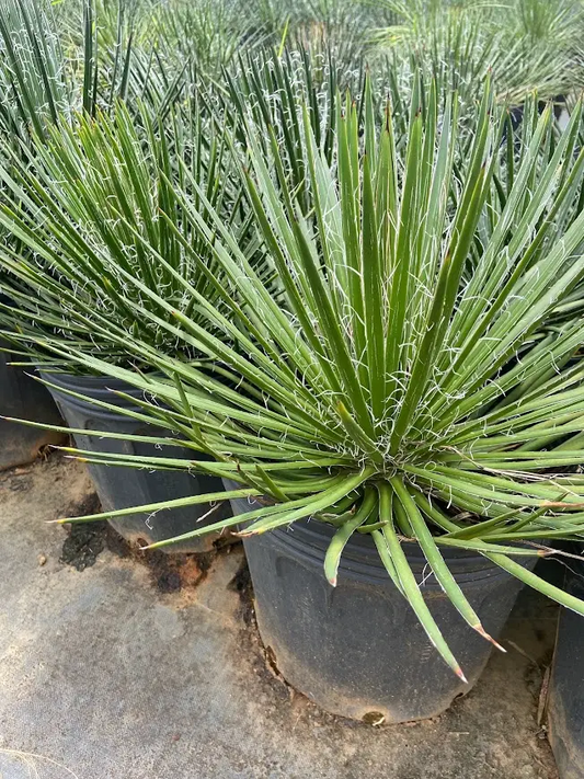 Agave palito pequeño (Agave stricta ‘Blue Glow’)