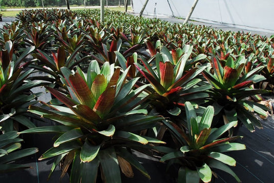 Bromelia Imperial grande