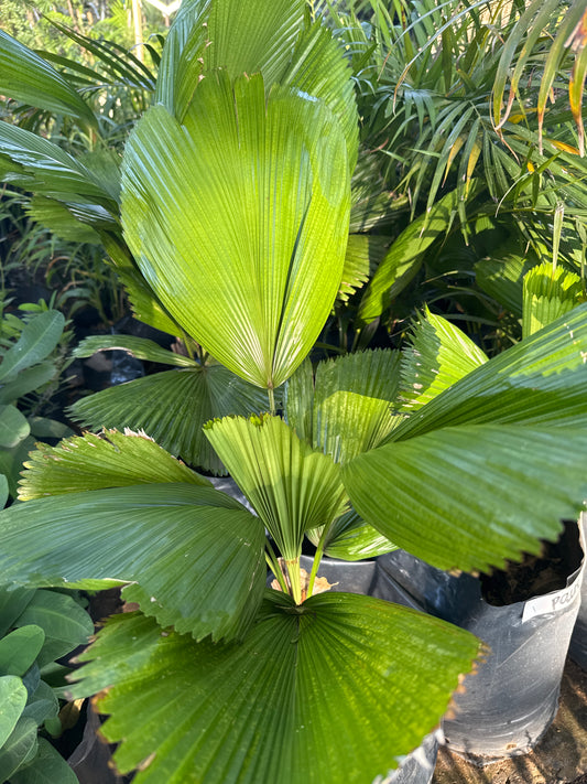 Palma licuala abanico 80cm