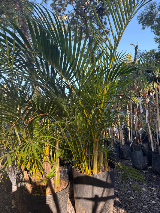 Areca palm tree