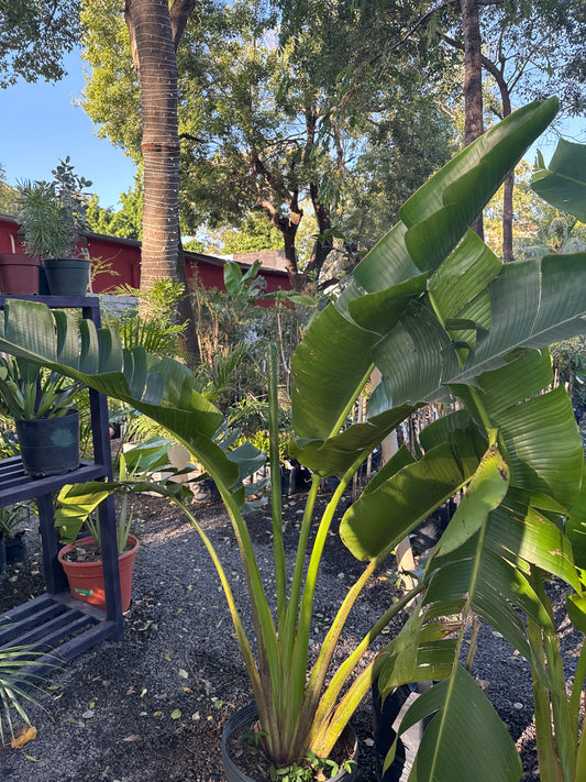 Palmera viajera