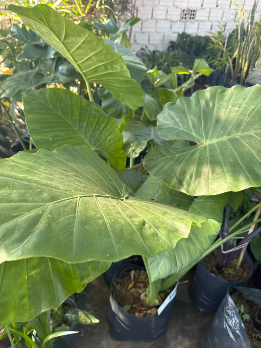 Alocasia odora “Oreja de elefante verde”
