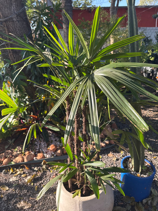 Palmera Coco Raphie 90cm en maceta