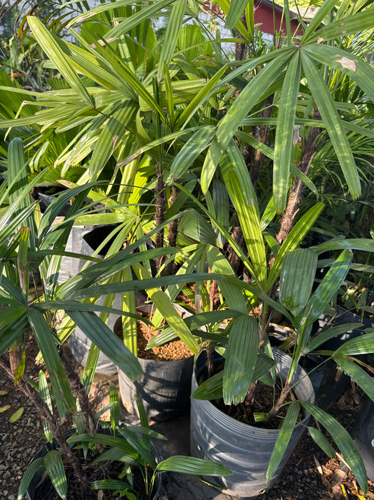 Palmera Coco Raphie 30cm