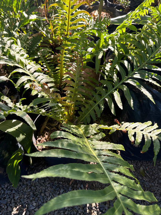 Helecho Xaxim pequeño (Dicksonia sellowiana)