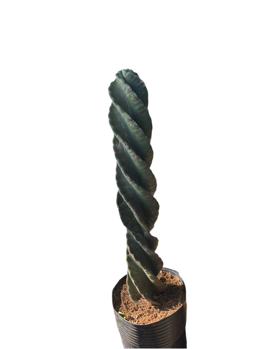 Cactus Parafuso (Cereus peruvianus ‘Spiralis’) ~80 cm